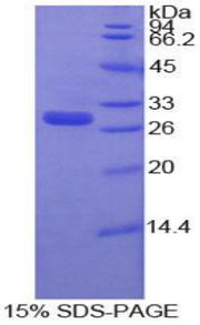 Figure 1. SDS-PAGE