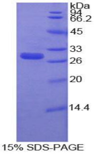 Figure 1. SDS-PAGE
