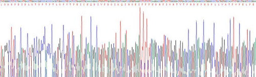Recombinant Human Matrix Metalloproteinase 2 (MMP2)
