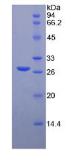 Figure 3. SDS-PAGE