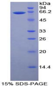 Figure 1. SDS-PAGE