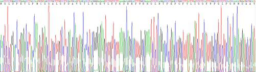 Recombinant Rat Matrix Metalloproteinase 3 (MMP3)
