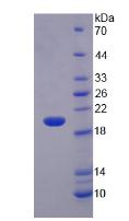 Figure 3. SDS-PAGE