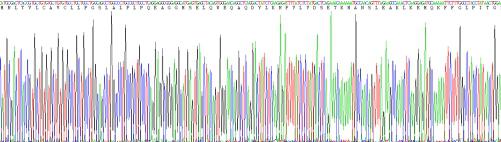 Recombinant Human Matrix Metalloproteinase 7 (MMP7)