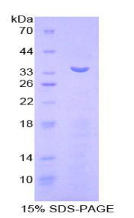 Figure 2. SDS-PAGE