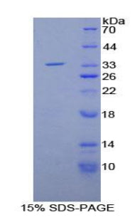 Figure 1. SDS-PAGE