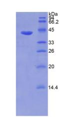 Figure 2. SDS-PAGE