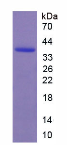 Figure 1. SDS-PAGE