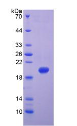 Figure 2. SDS-PAGE