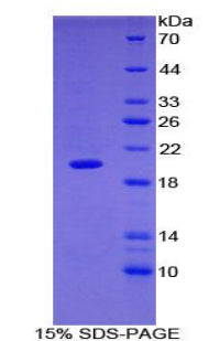 Figure 1. SDS-PAGE