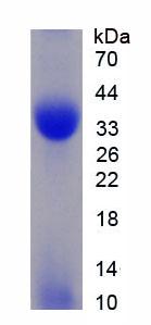 Figure 2. SDS-PAGE