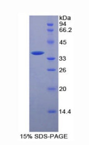Figure 1. SDS-PAGE