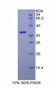 Figure 1. SDS-PAGE