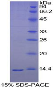 Figure 1. SDS-PAGE