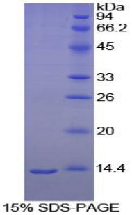 Figure 1. SDS-PAGE