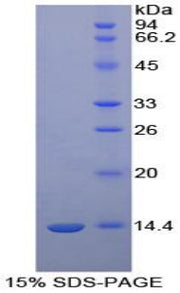 Figure 1. SDS-PAGE