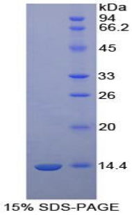 Figure 1. SDS-PAGE