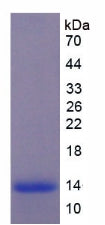 Figure 2. SDS-PAGE