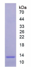 Figure 2. SDS-PAGE
