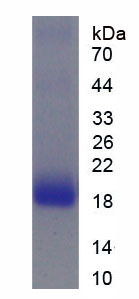 Figure 1. SDS-PAGE