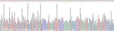 Recombinant Rat Membrane Cofactor Protein (MCP)