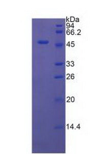 Figure 3. SDS-PAGE