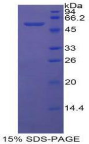 Figure 1. SDS-PAGE