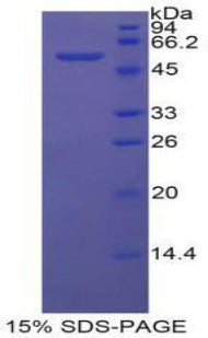 Figure 1. SDS-PAGE