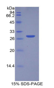 Figure 1. SDS-PAGE