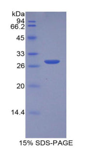 Figure 1. SDS-PAGE