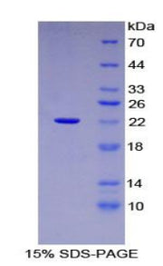 Figure 1. SDS-PAGE