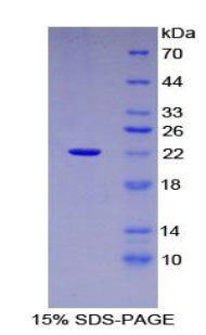 Figure 1. SDS-PAGE
