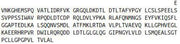 Recombinant Mesothelin (MSLN), RPU42741
