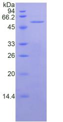 Figure 2. SDS-PAGE