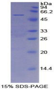 Figure 1. SDS-PAGE