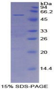 Figure 1. SDS-PAGE