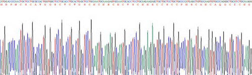 Recombinant Human Metallothionein 1 (MT1)