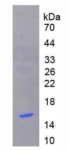 Figure 3. SDS-PAGE