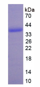 Figure 1. SDS-PAGE