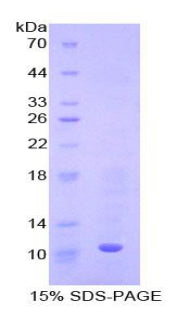 Figure 1. SDS-PAGE