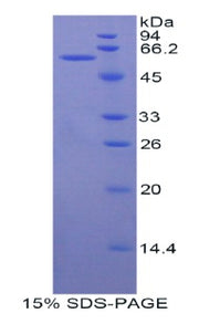 Figure 1. SDS-PAGE
