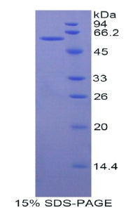 Figure 1. SDS-PAGE