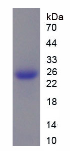 Figure 1. SDS-PAGE