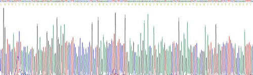 Recombinant Human Microtubule Associated Protein 2 (MAP2)