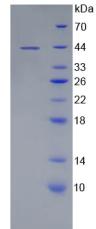 Figure 3. SDS-PAGE