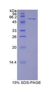 Figure 1. SDS-PAGE
