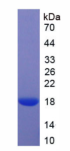 Figure 1. SDS-PAGE