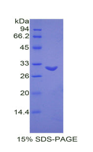 Figure 1. SDS-PAGE