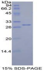 Figure 1. SDS-PAGE