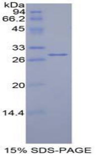 Figure 1. SDS-PAGE